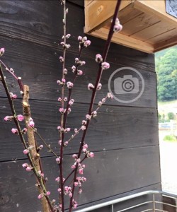 ご近所さんにいただいた、剪定の桃の花を生けました