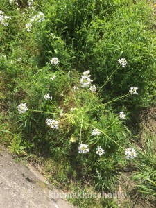 大根の種とり待ちです。白い花がかわいい